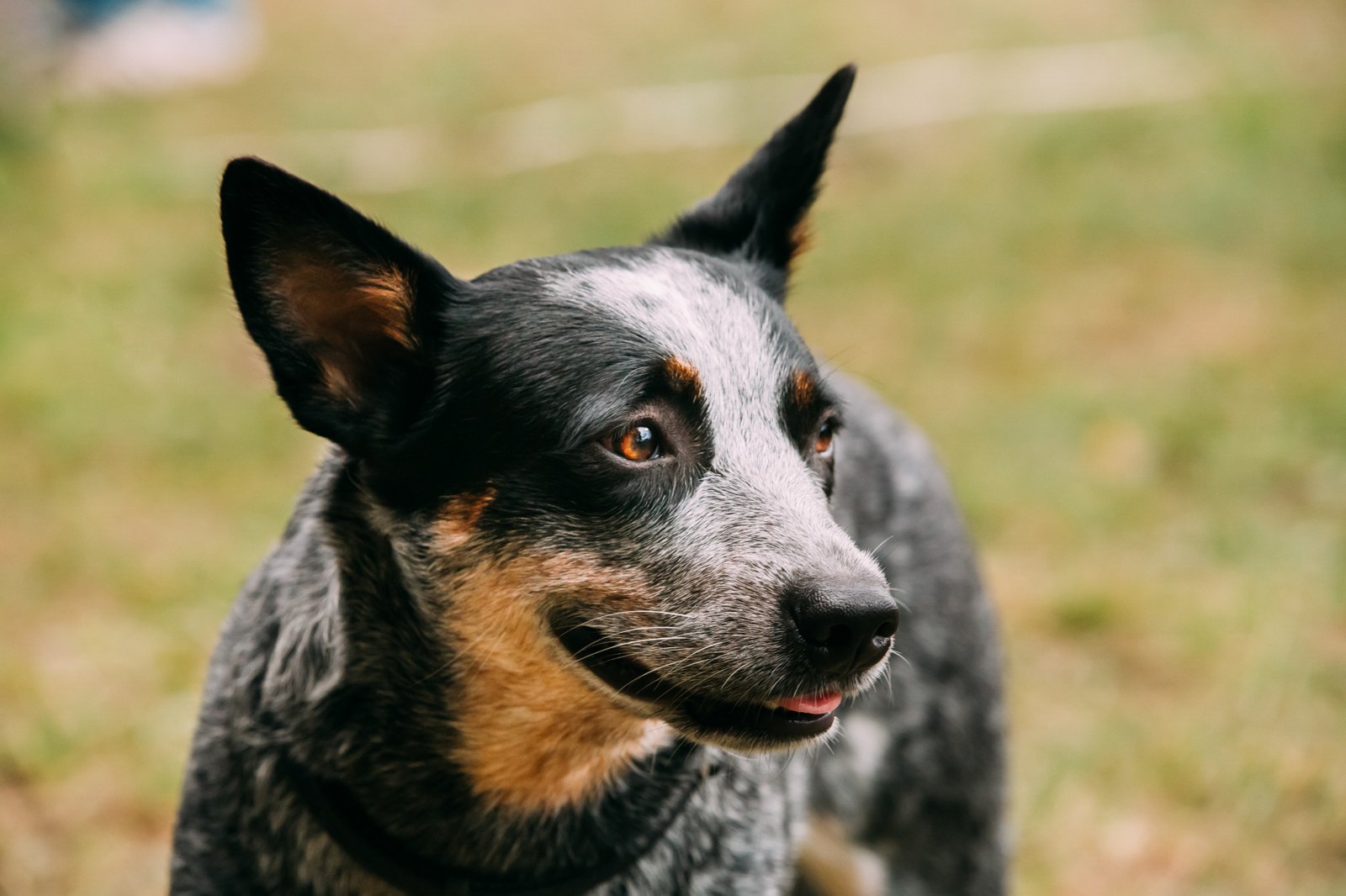 Australian cattle dog
