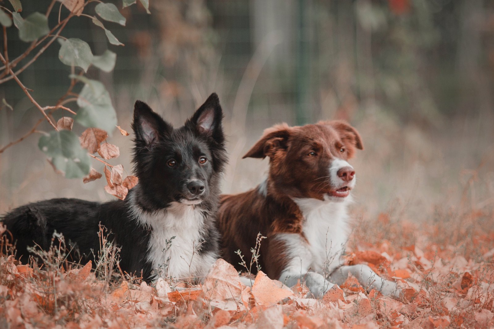 Two dogs outdoors