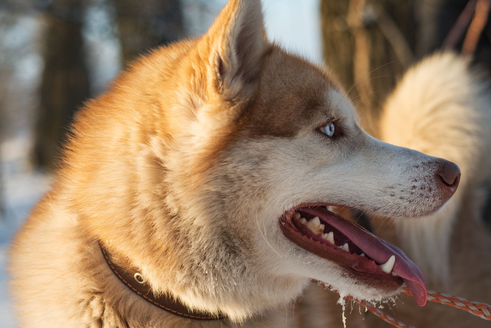 Siberian husky
