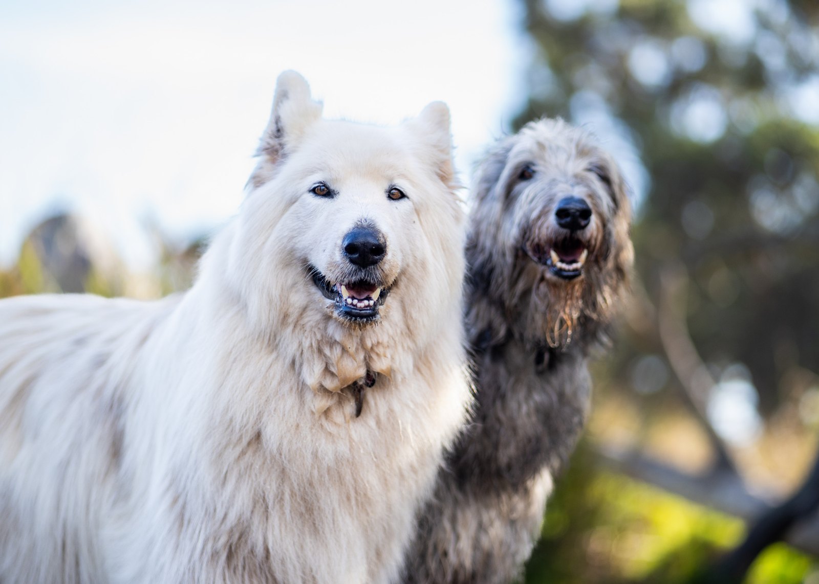 Two dogs outdoors