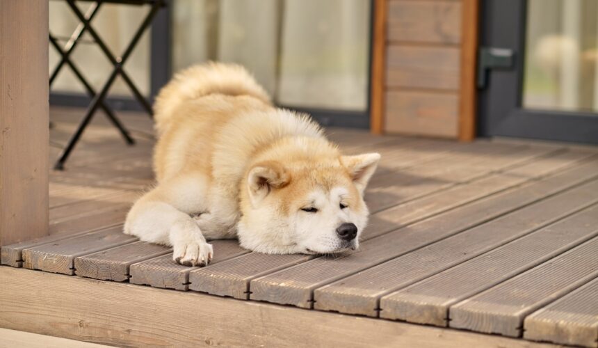 Japanese dog breeds