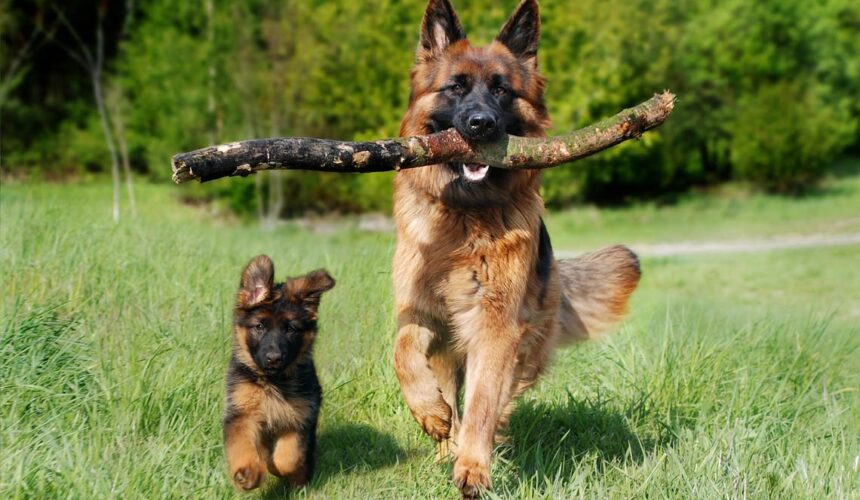 Most Loyal Dog Breeds