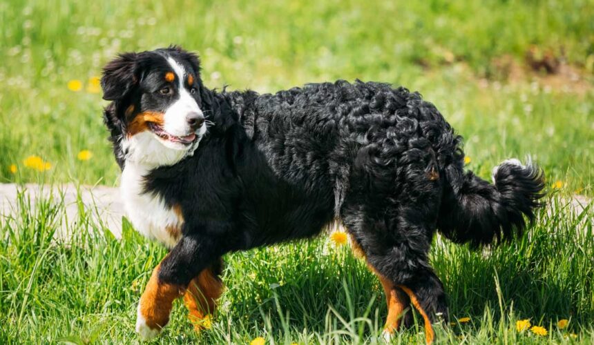 Mountain Dog Breeds