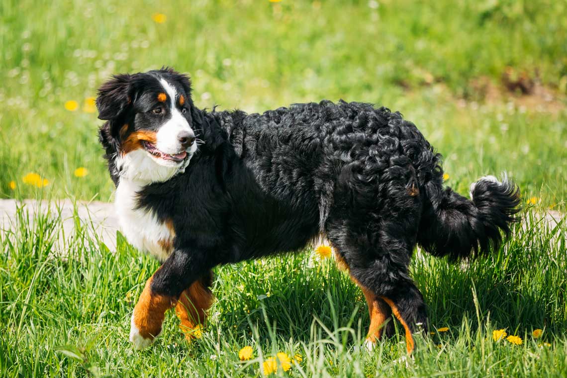 Mountain Dog Breeds