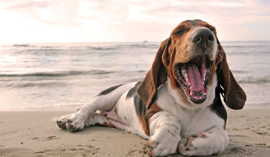 Basset Hound