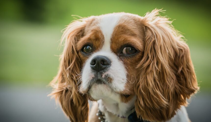 Cavalier King Charles