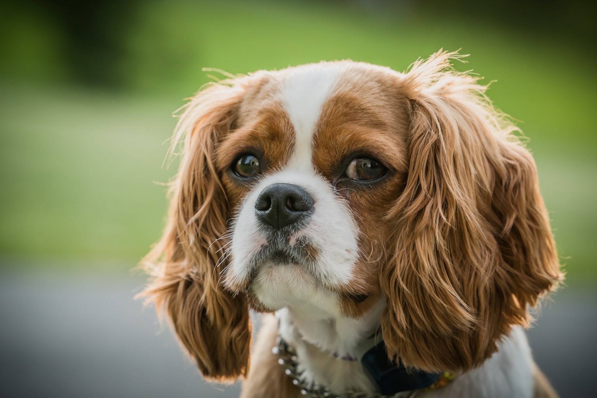 Cavalier King Charles