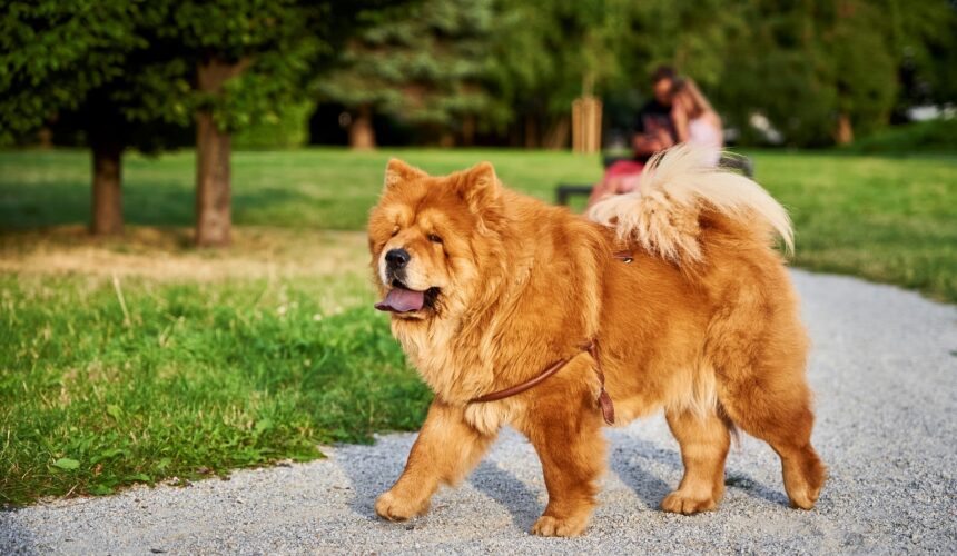 Chow Chow