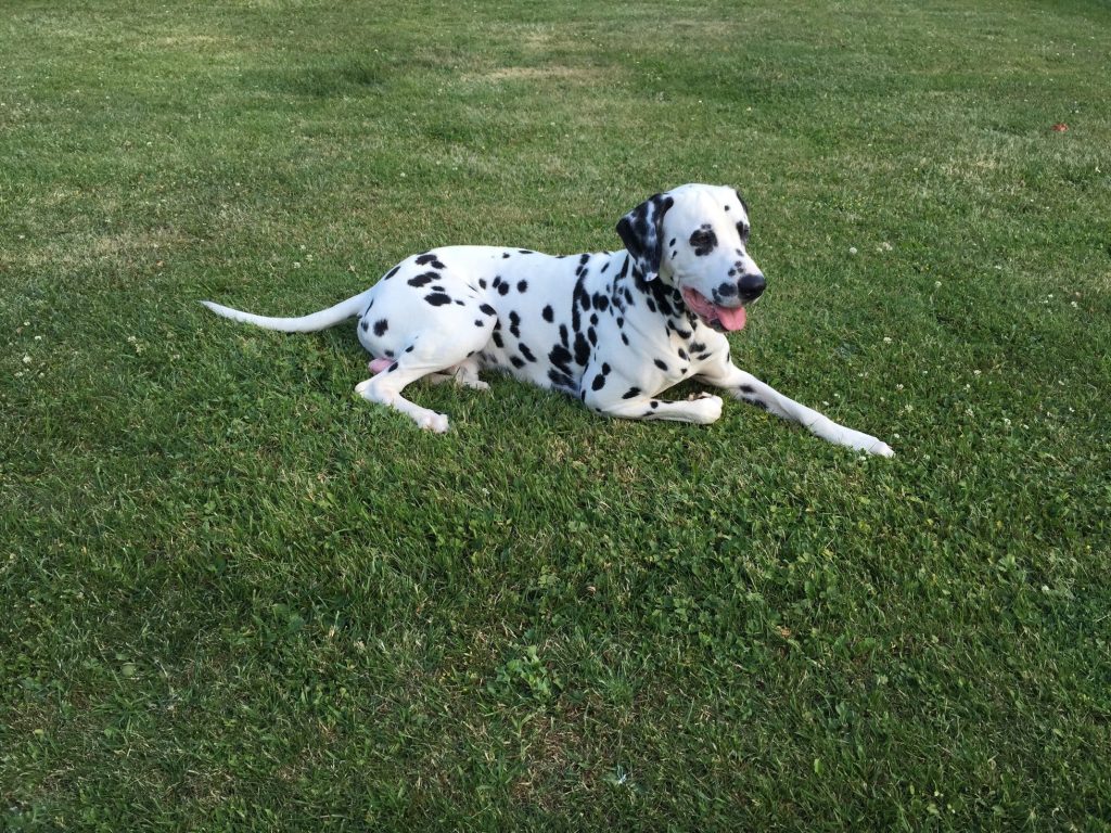 Dalmatians