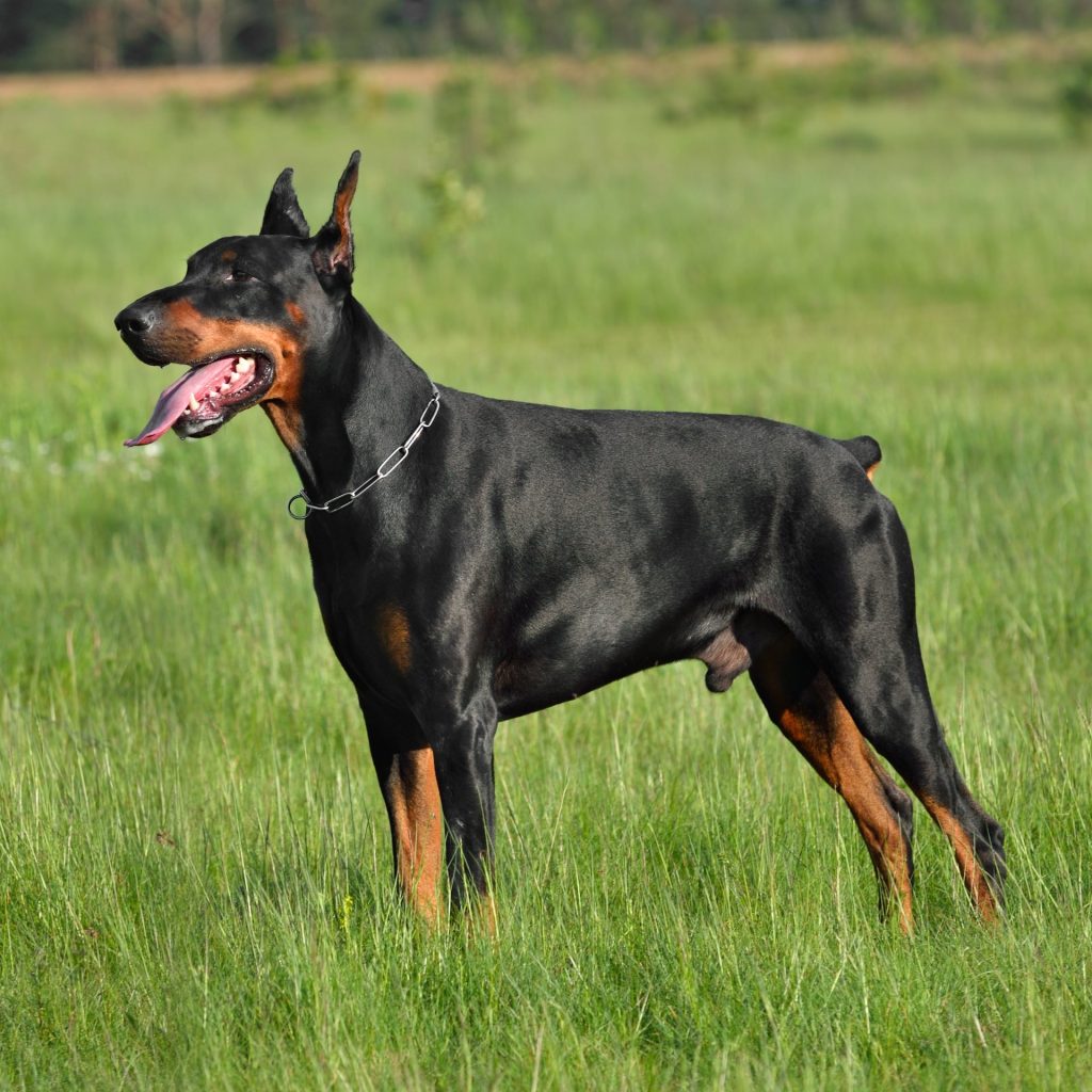 Doberman