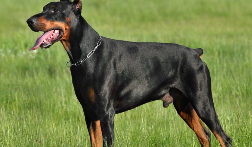 Doberman