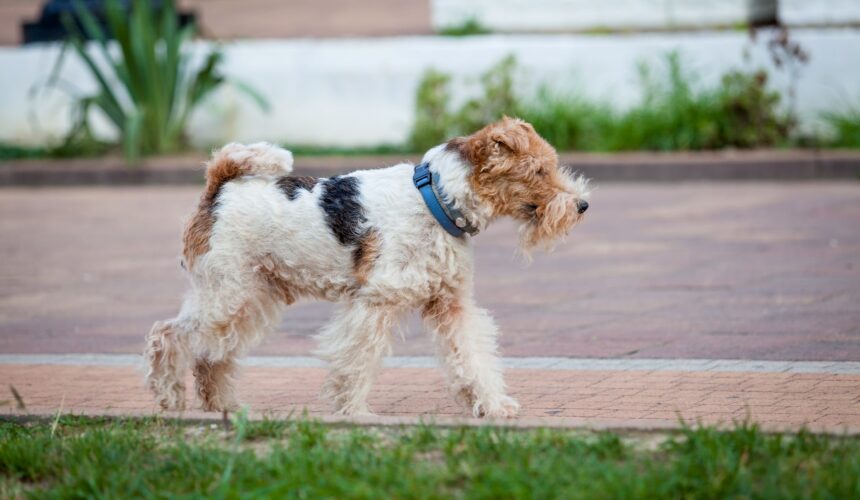Fox Terrier