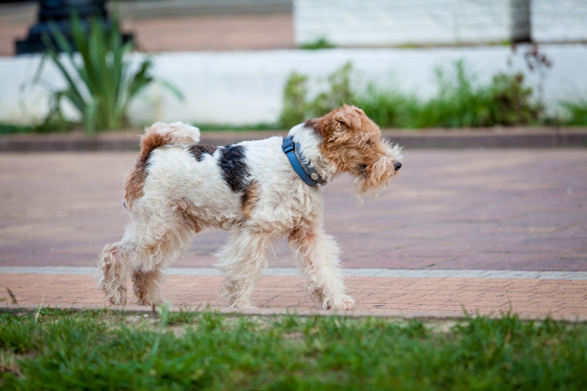 Fox Terrier