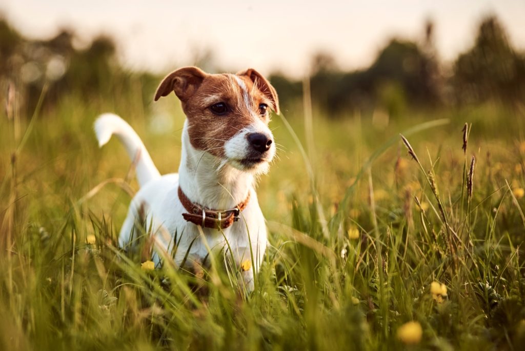 Jack-Russell Terrier