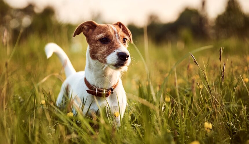 Jack-Russell Terrier