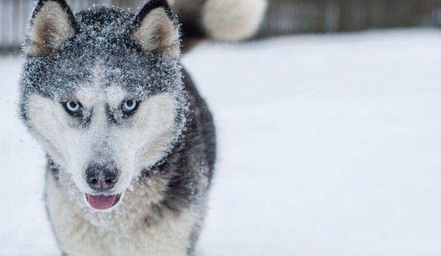 Siberian Husky