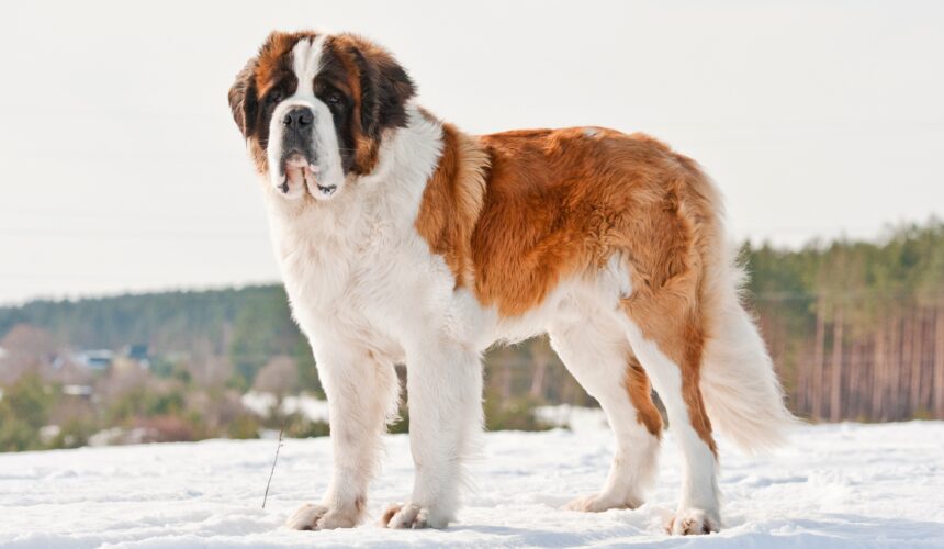 Saint bernard