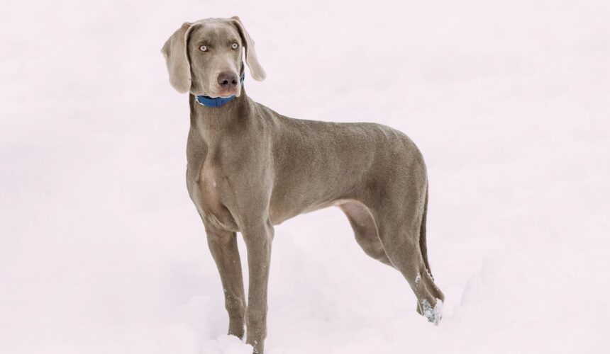 Weimaraner