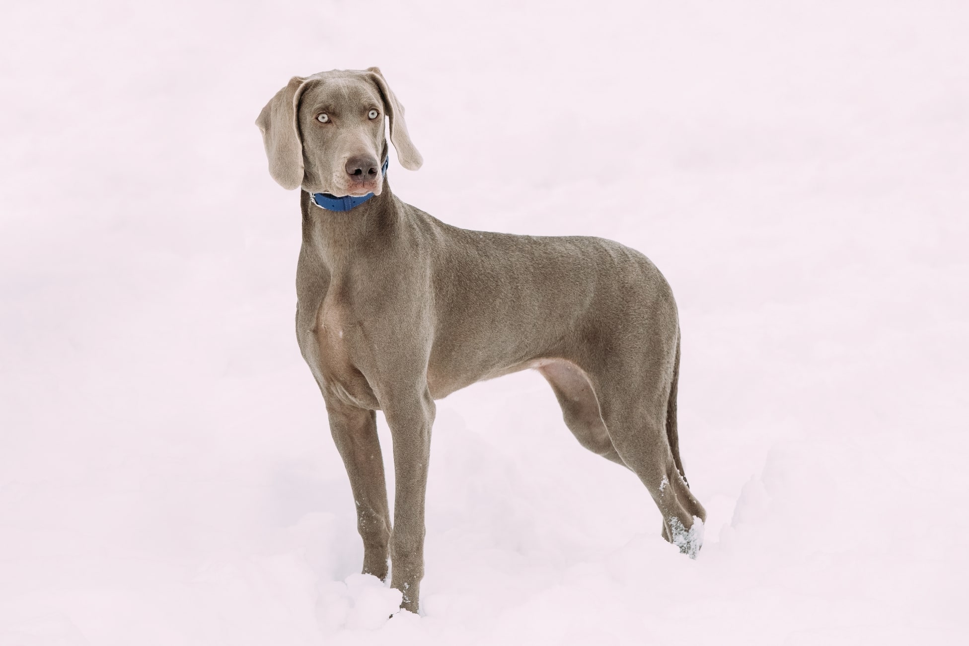 Weimaraner