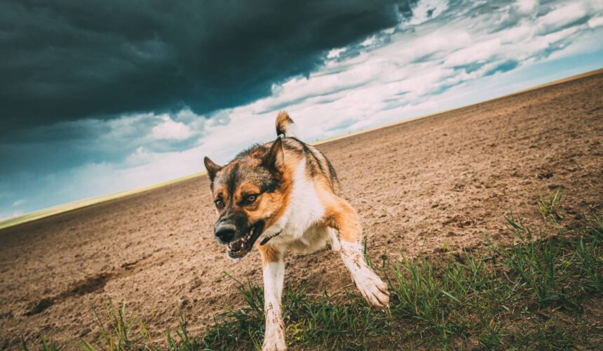 Aggressive Dog Breeds