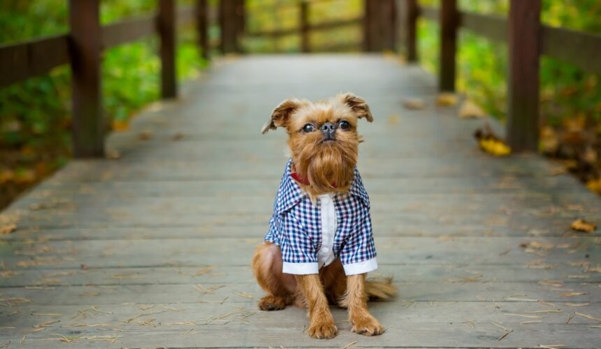 Best Family Dog Breeds