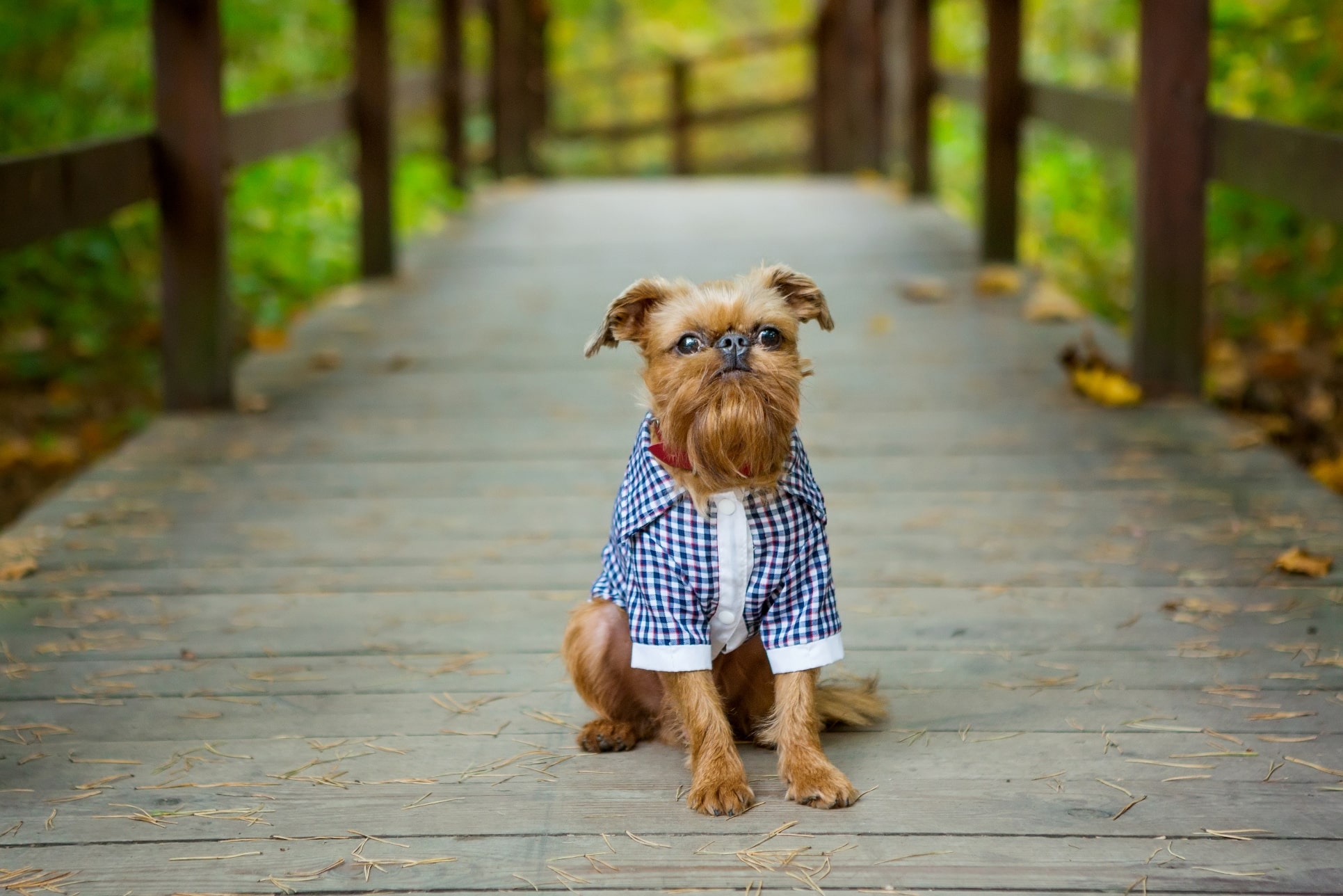 Best Family Dog Breeds