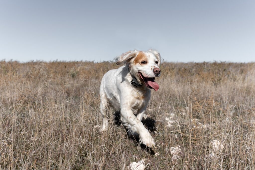 English Setter