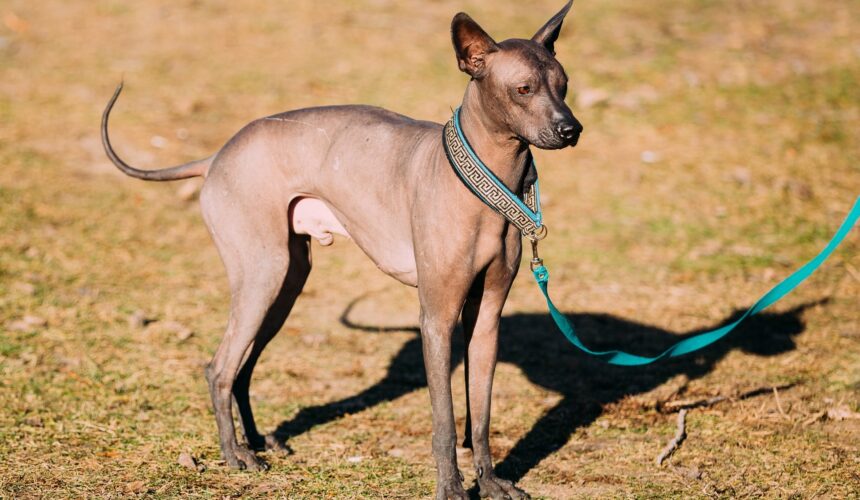 Hairless Dog Breeds
