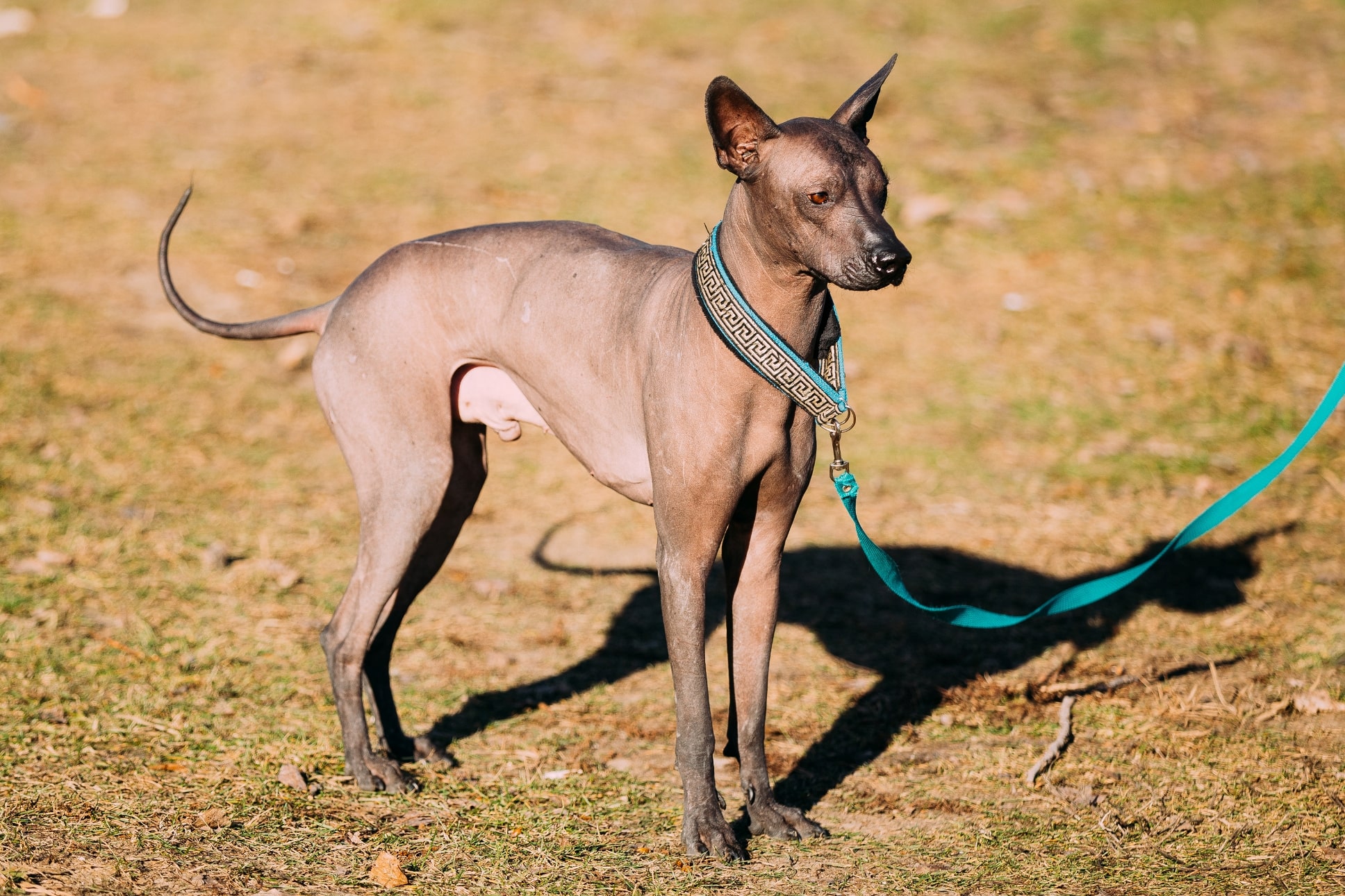 Hairless Dog Breeds
