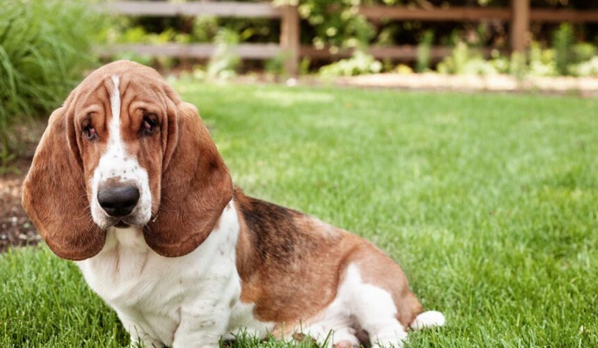 Laziest Dog Breeds