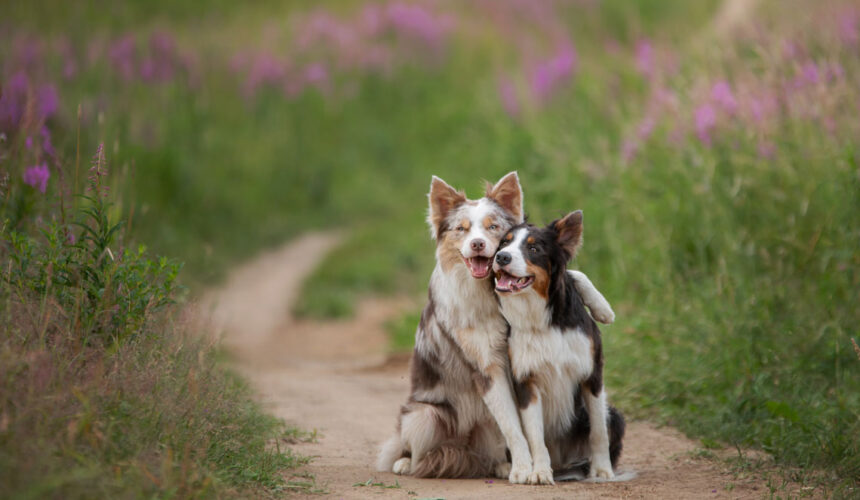 Long Haired Dog Breeds