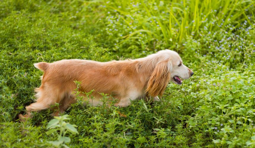 Popular Dog Breeds – South Africa