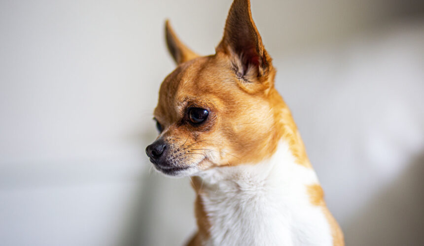 Popular Dog Breeds – South America