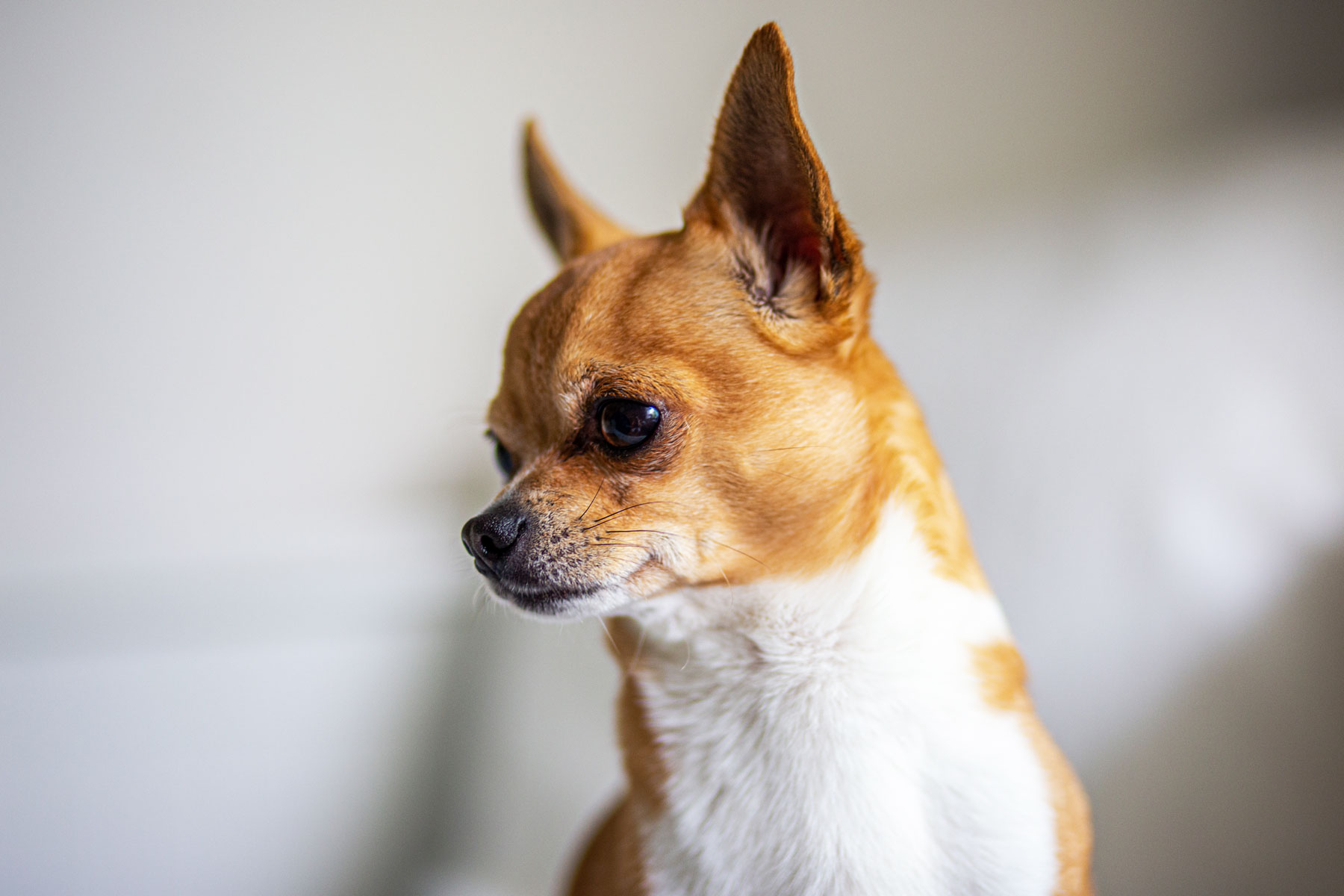 Popular Dog Breeds – South America