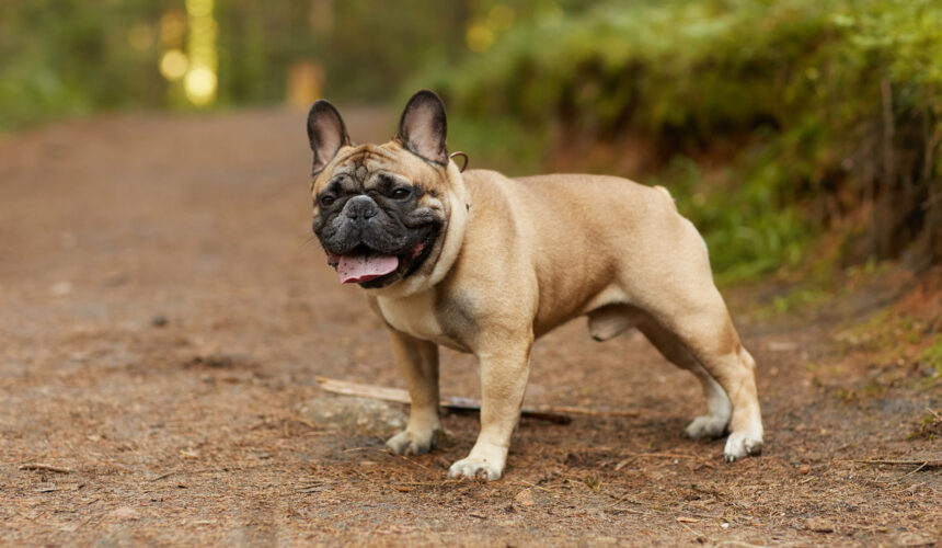 Popular Dog Breeds – UK