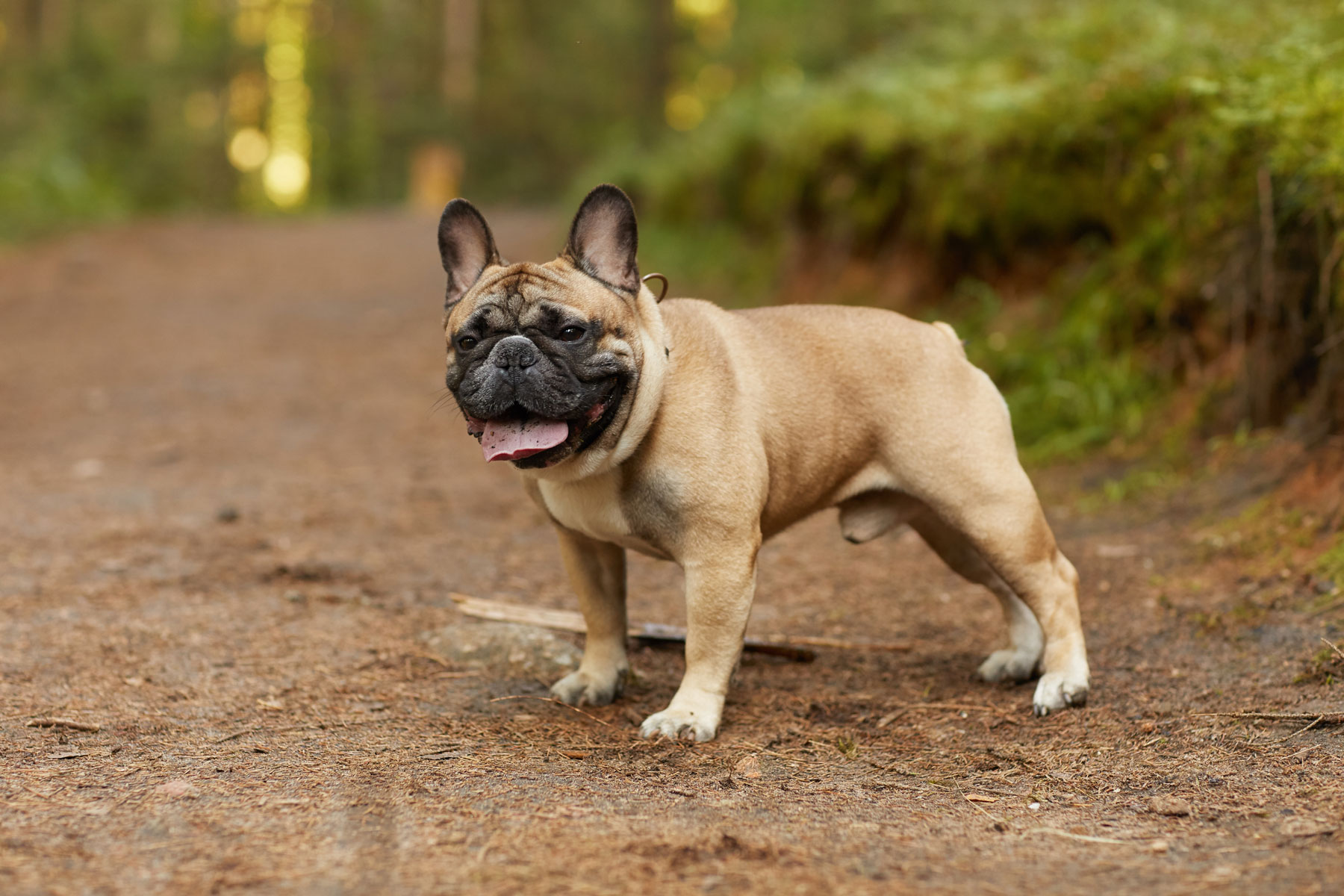 Popular Dog Breeds – UK