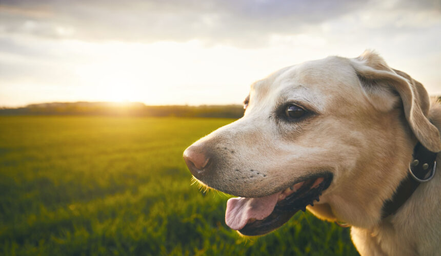 Popular Dog Breeds – USA