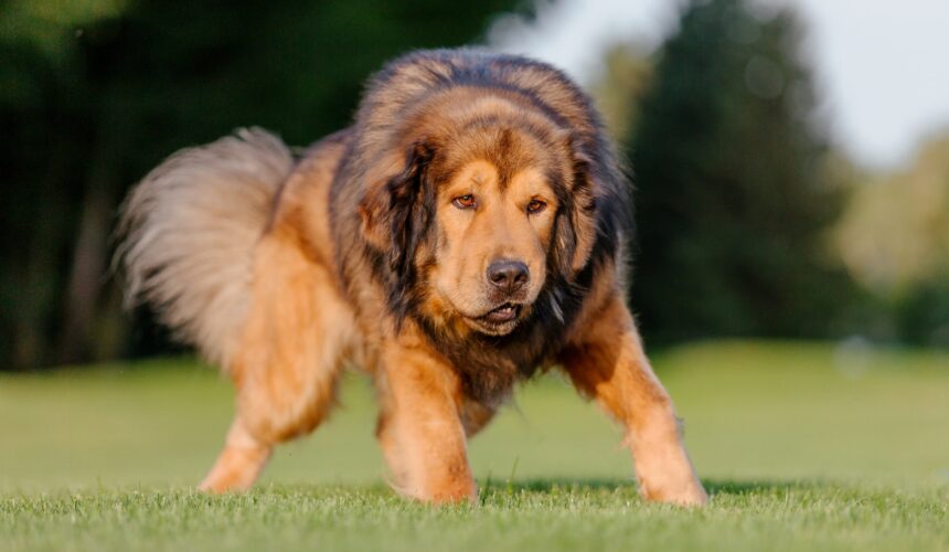 Rare Dog Breeds