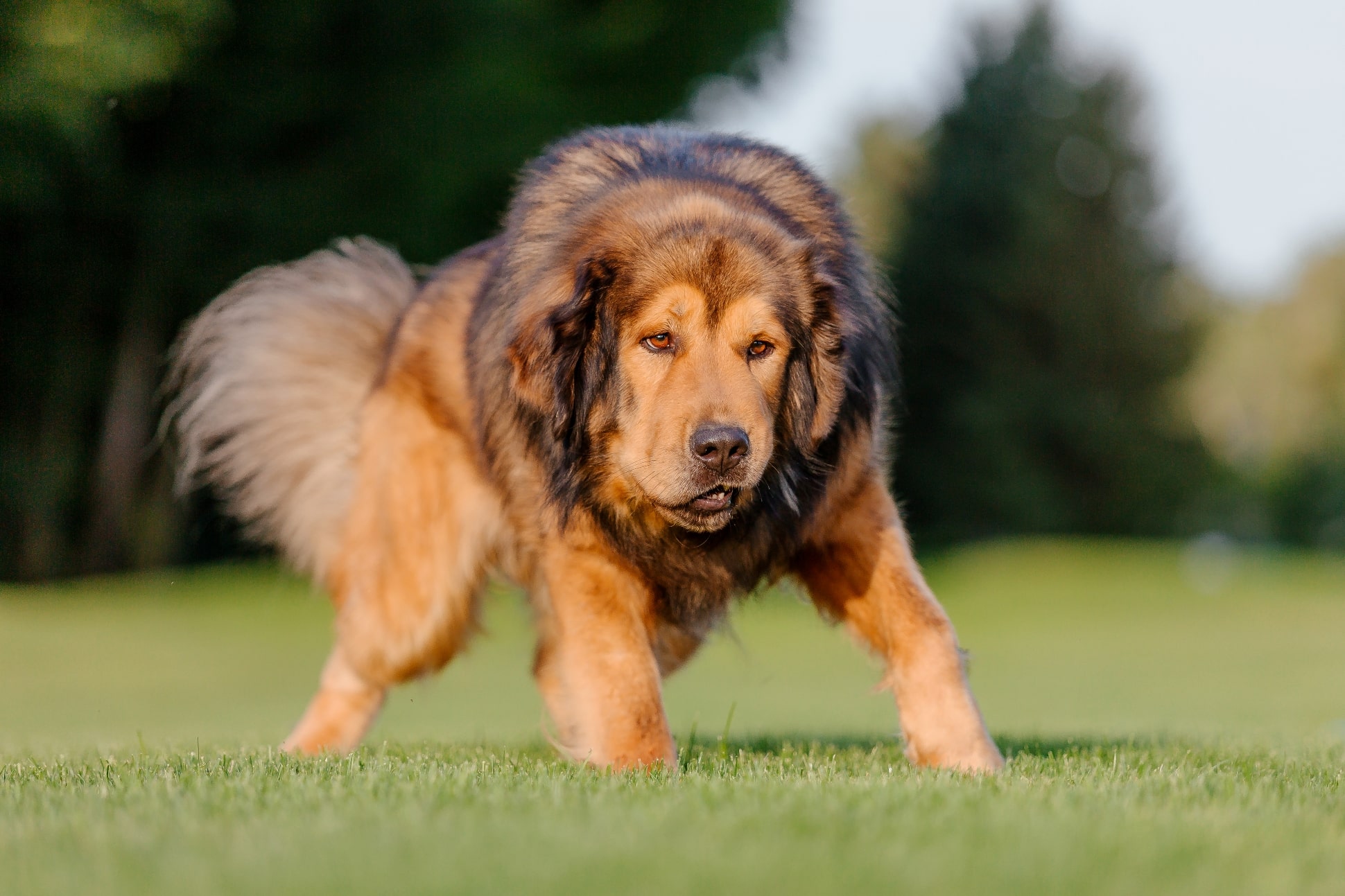 Rare Dog Breeds