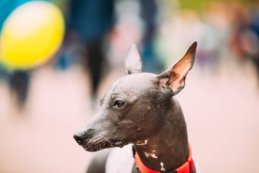 Xoloitzcui