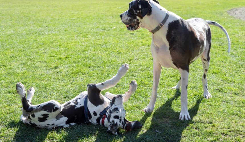 Affectionate Dog Breeds