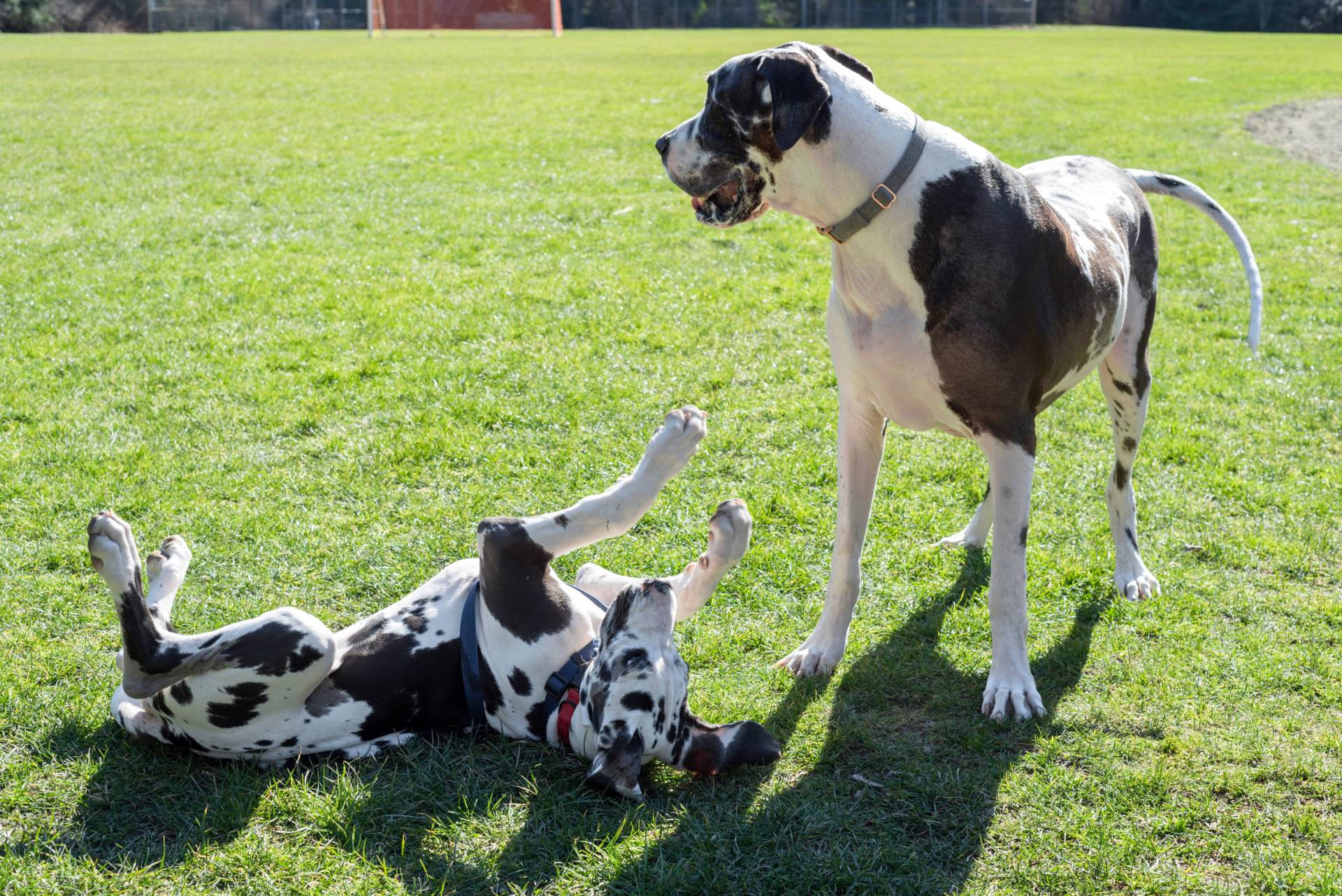 Affectionate Dog Breeds