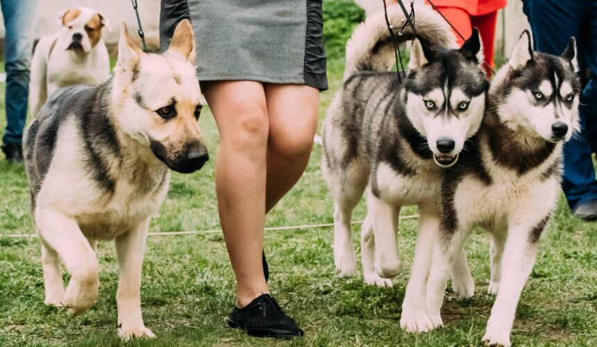 A Comprehensive Guide to Different Dog Breeds