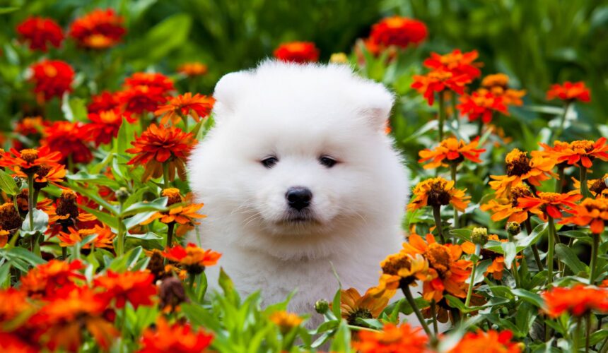 Expensive Dog Breeds