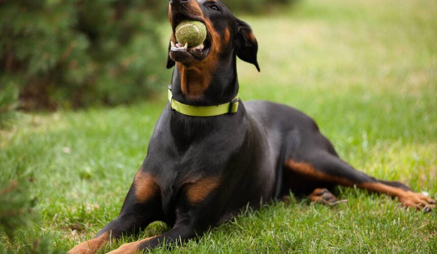 Intelligent Dog Breeds