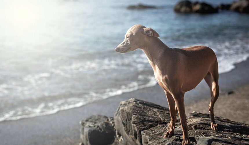 Italian Dog Breeds