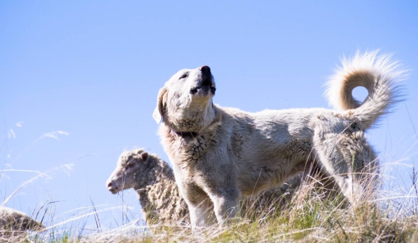 Protective Dog Breeds