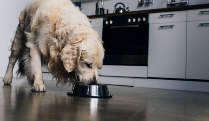 Can Dogs Eat Avocado