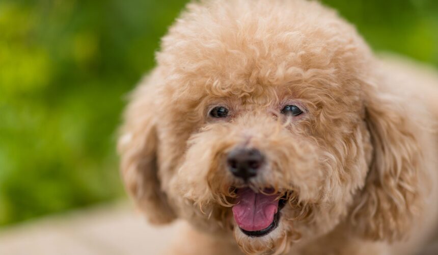 Popular Dog Breeds - Canada