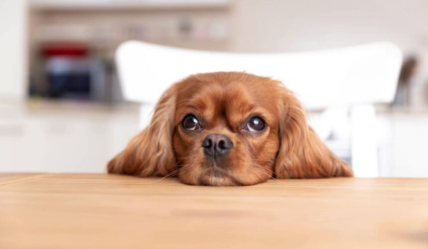 Responsible Dog Breeding